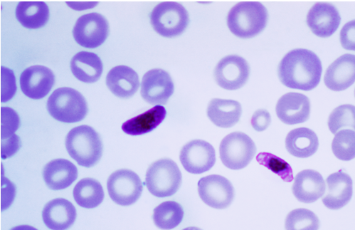 Quiz Over Blood Parasites